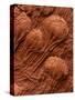 Crinoid Fossils-Mark E. Gibson-Stretched Canvas