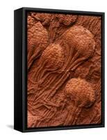 Crinoid Fossils-Mark E. Gibson-Framed Stretched Canvas