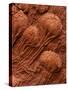 Crinoid Fossils-Mark E. Gibson-Stretched Canvas