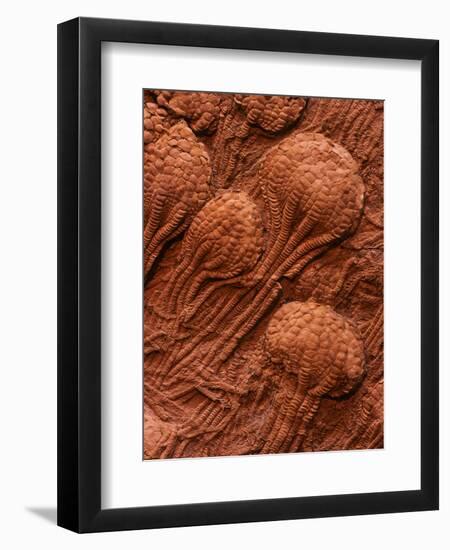 Crinoid Fossils-Mark E. Gibson-Framed Premium Photographic Print