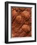 Crinoid Fossils-Mark E. Gibson-Framed Premium Photographic Print