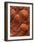 Crinoid Fossils-Mark E. Gibson-Framed Photographic Print