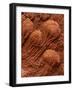 Crinoid Fossils-Mark E. Gibson-Framed Photographic Print
