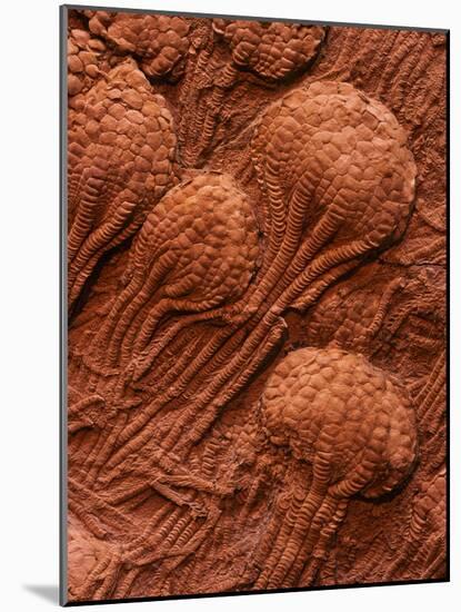 Crinoid Fossils-Mark E. Gibson-Mounted Photographic Print
