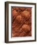 Crinoid Fossils-Mark E. Gibson-Framed Photographic Print