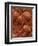 Crinoid Fossils-Mark E. Gibson-Framed Photographic Print