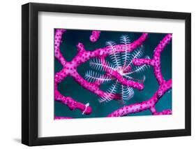 Crinoid on Soft coral, Indonesia-Georgette Douwma-Framed Photographic Print