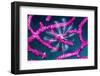 Crinoid on Soft coral, Indonesia-Georgette Douwma-Framed Photographic Print