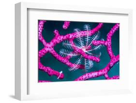 Crinoid on Soft coral, Indonesia-Georgette Douwma-Framed Photographic Print