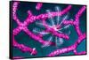 Crinoid on Soft coral, Indonesia-Georgette Douwma-Framed Stretched Canvas