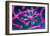 Crinoid on Soft coral, Indonesia-Georgette Douwma-Framed Photographic Print