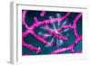 Crinoid on Soft coral, Indonesia-Georgette Douwma-Framed Photographic Print