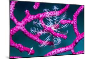 Crinoid on Soft coral, Indonesia-Georgette Douwma-Mounted Photographic Print