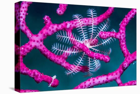 Crinoid on Soft coral, Indonesia-Georgette Douwma-Stretched Canvas