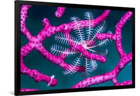 Crinoid on Soft coral, Indonesia-Georgette Douwma-Framed Photographic Print