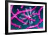 Crinoid on Soft coral, Indonesia-Georgette Douwma-Framed Photographic Print