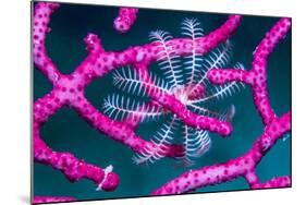 Crinoid on Soft coral, Indonesia-Georgette Douwma-Mounted Photographic Print