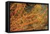 Crinoid Shrimp-Hal Beral-Framed Stretched Canvas