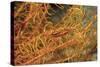 Crinoid Shrimp-Hal Beral-Stretched Canvas