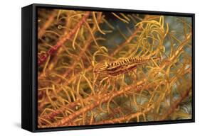 Crinoid Shrimp-Hal Beral-Framed Stretched Canvas