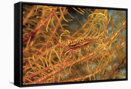 Crinoid Shrimp-Hal Beral-Framed Stretched Canvas