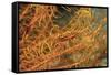 Crinoid Shrimp-Hal Beral-Framed Stretched Canvas