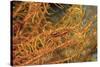 Crinoid Shrimp-Hal Beral-Stretched Canvas