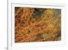 Crinoid Shrimp-Hal Beral-Framed Photographic Print