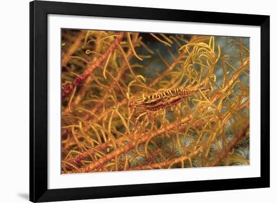 Crinoid Shrimp-Hal Beral-Framed Photographic Print