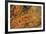 Crinoid Shrimp-Hal Beral-Framed Photographic Print