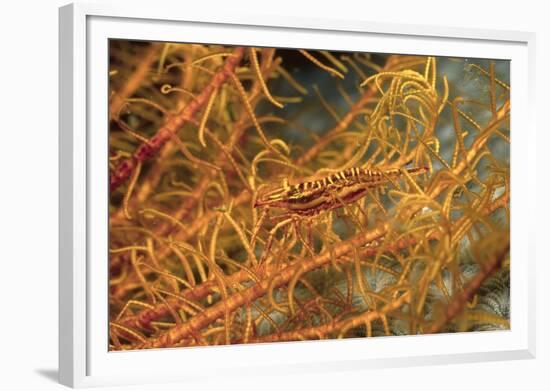 Crinoid Shrimp-Hal Beral-Framed Photographic Print