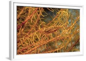 Crinoid Shrimp-Hal Beral-Framed Photographic Print