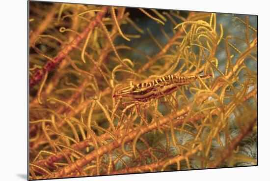 Crinoid Shrimp-Hal Beral-Mounted Photographic Print