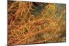 Crinoid Shrimp-Hal Beral-Mounted Photographic Print