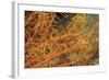 Crinoid Shrimp-Hal Beral-Framed Photographic Print