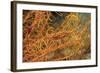 Crinoid Shrimp-Hal Beral-Framed Photographic Print