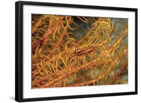 Crinoid Shrimp-Hal Beral-Framed Photographic Print