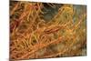 Crinoid Shrimp-Hal Beral-Mounted Photographic Print