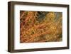 Crinoid Shrimp-Hal Beral-Framed Photographic Print