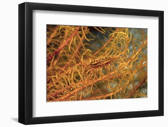 Crinoid Shrimp-Hal Beral-Framed Photographic Print