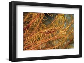 Crinoid Shrimp-Hal Beral-Framed Photographic Print