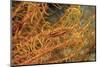 Crinoid Shrimp-Hal Beral-Mounted Photographic Print