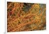 Crinoid Shrimp-Hal Beral-Framed Photographic Print