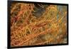 Crinoid Shrimp-Hal Beral-Framed Photographic Print