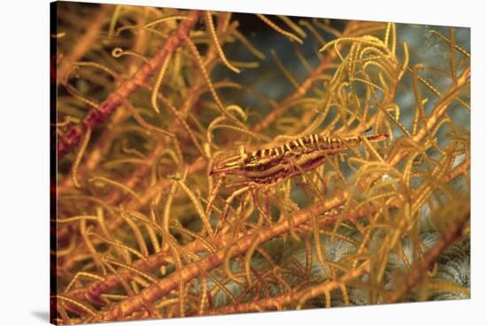 Crinoid Shrimp-Hal Beral-Stretched Canvas