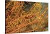 Crinoid Shrimp-Hal Beral-Stretched Canvas