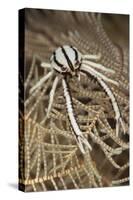 Crinoid Squat Lobster on Crinoid Feather Star, Bali, Indonesia-null-Stretched Canvas