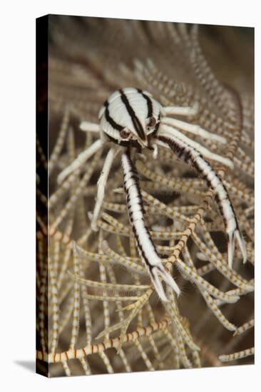 Crinoid Squat Lobster on Crinoid Feather Star, Bali, Indonesia-null-Stretched Canvas