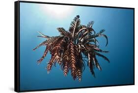 Crinoid Swimming (Comantheria), Alam Batu, Bali, Indonesia-Reinhard Dirscherl-Framed Stretched Canvas