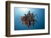 Crinoid Swimming (Comantheria), Alam Batu, Bali, Indonesia-Reinhard Dirscherl-Framed Photographic Print